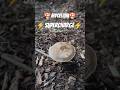 🍄Cultivating Mycelium🍄 - Supercharge Your Garden!
