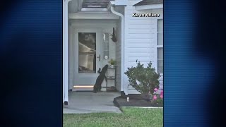 Video Gator Tries To Ring Doorbell