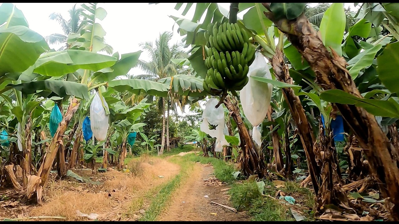 Rocky Roads and Bananas! Davao MTB Ride.