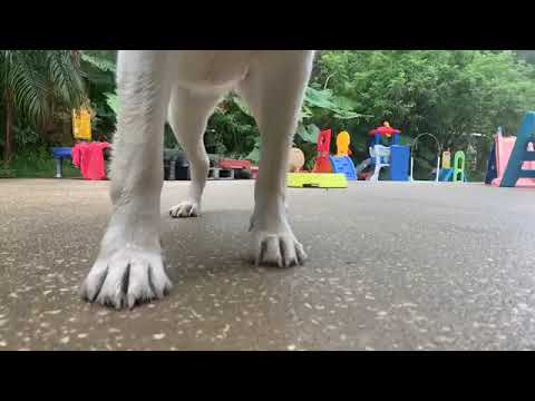 how-to-train-dogs-&-puppies