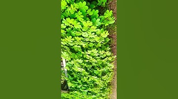 rotate video shortfeed####trendingshorts