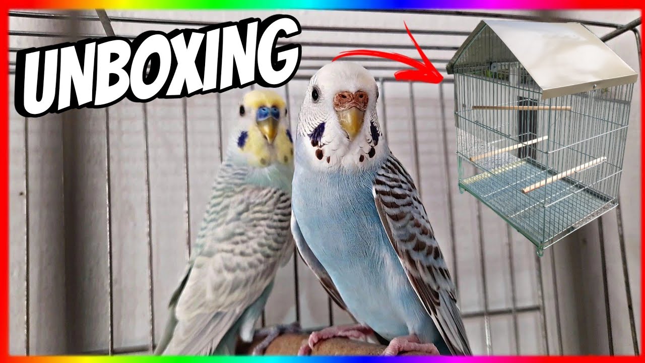 CHEGOU!!!-UNBOXING DA NOVA GAIOLA DE PERIQUITOS(viveiro de parede)