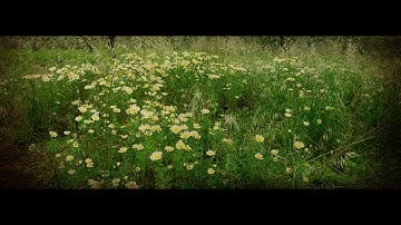 intro klarino akordeon