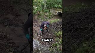 🦫 Война с бобрами которую люди не могут выиграть! #бобры #боброваяплотина #дикаяприрода