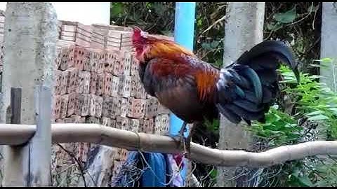 Qaib dib txuam 2 noob tuaj zoo  ไก่ป่า F2 สายหมาน 020 55554092