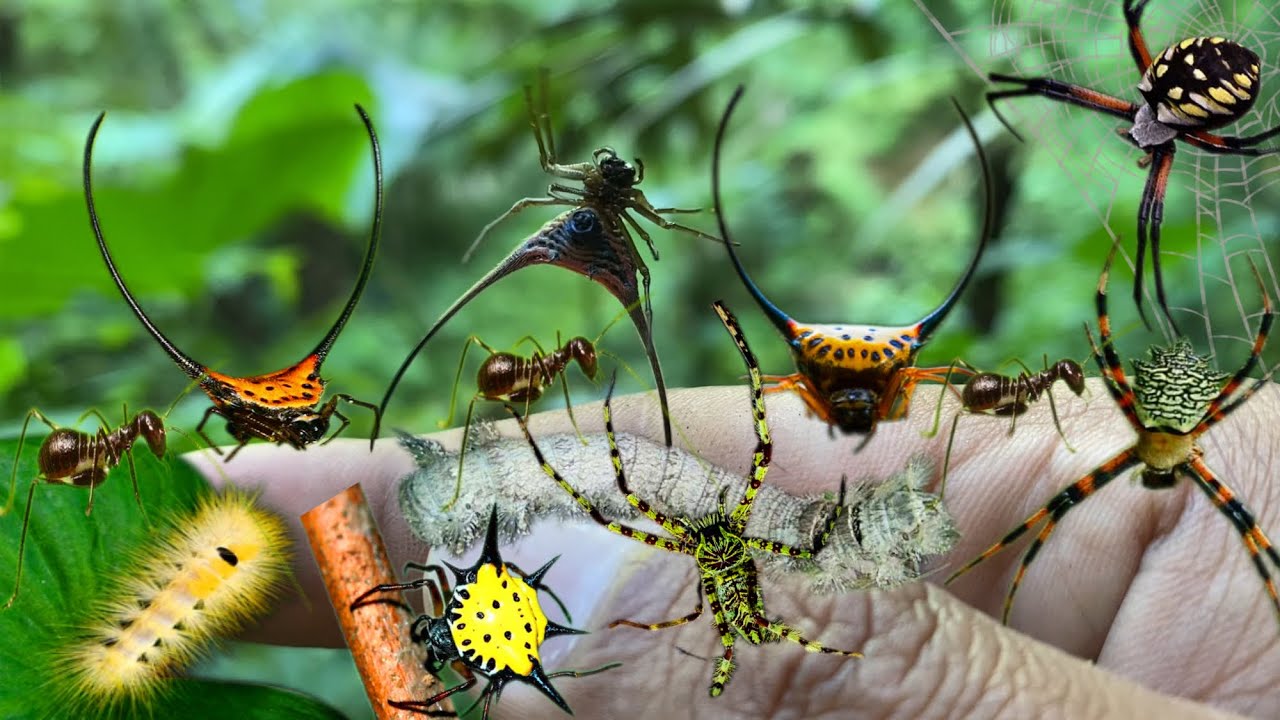 Intubi Insect hunt unique insects in the forest, spiders, poisonous caterpillars ...