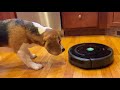 Cute beagle alarmed by roomba rescues his toys