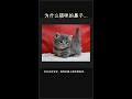 为什么猫咪的鼻子总是湿润的?👃🐱 #Shorts