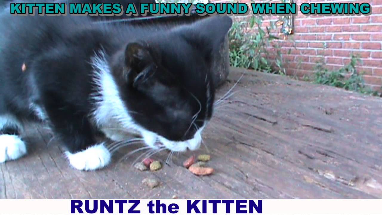 Runtz the Kitten makes a funny sound when chewing ~ full length video 1