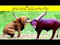 اس شیر نے غلط بیل سے پنگا لے لیا | Times Animals Messed With The Wrong Opponent | Facts in Urdu