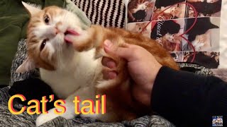 What happens when I touch a cat's tail?  ??  Cute cat Abricot