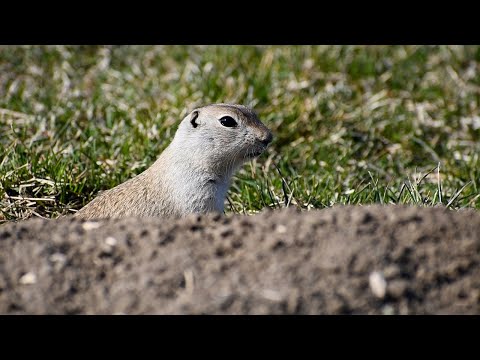 It's not a Gopher, or a Prairie Dog, it's a Richardson's Ground Squirrel