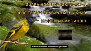 KOMBINASI SUARA HOODED SISKIN GACOR PLUS SUARA AIR MENGALIR UNTUK TERAPI DAN MASTERAN