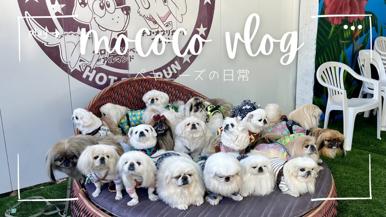 【可愛いが渋滞】ペキニーズ大集合のイベントに行ってきた！#pekingese #pets #大型犬のいる生活 #ペキニーズ 