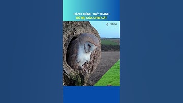 HÀNH TRÌNH TRỞ THÀNH BỐ MẸ CỦA CHIM CẮT #dongvat #shorts #animals