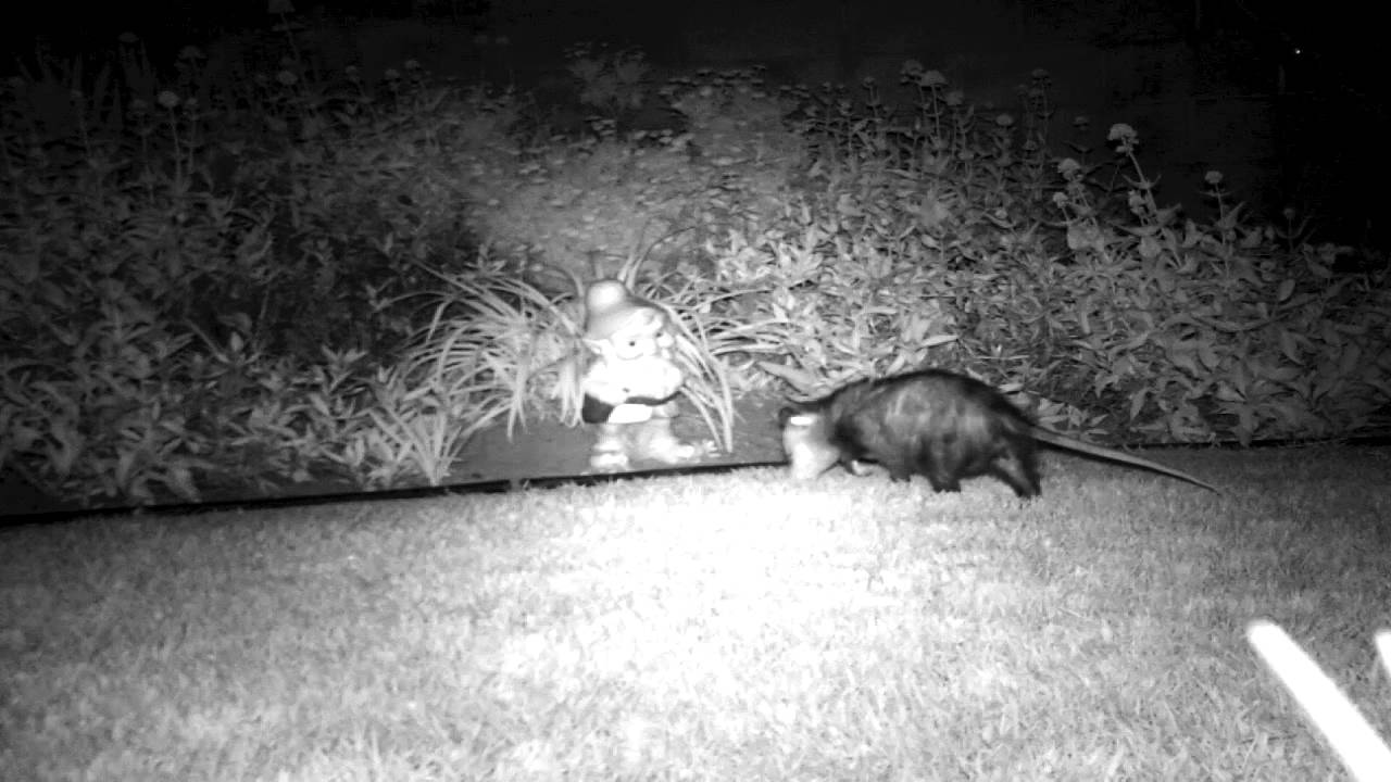Garden Gnome Catches Opossum On Backyard Wildlife Camera YouTube