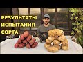 Картофель СЫНОК суперкрупный сорт