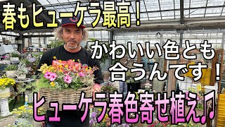 【寄せ植え】春もヒューケラがいい！渋色が春色にも合う♬