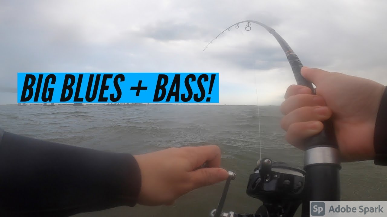 Bluefish + Striped Bass! Inlet Fishing Long Island South Shore!
