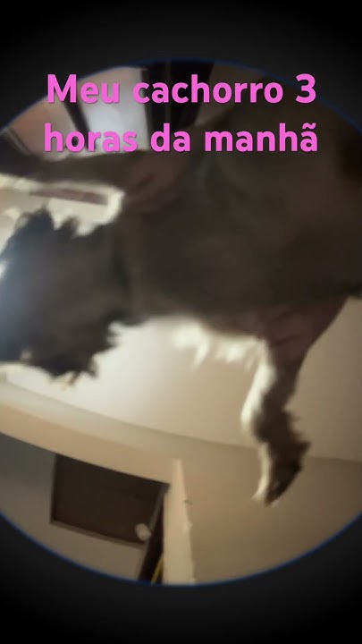 Meu cachorro 3 horas da manhã 😌 - YouTube
