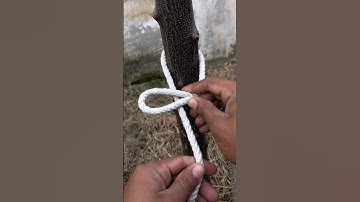 1 Knot Mostly Used In Our Everyday Life 👍#knot #rope #knottying