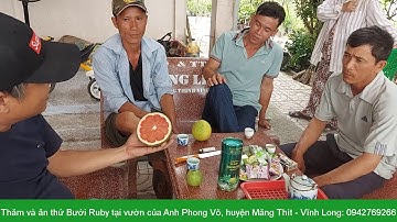 Kiểm tra chất lượng quả bưởi Ruby 5 tháng tuổi được trồng ở Việt Nam