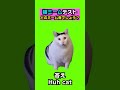 これ分かる?猫ミームテスト!huh catも!人気ミームがトレンドすぎる!