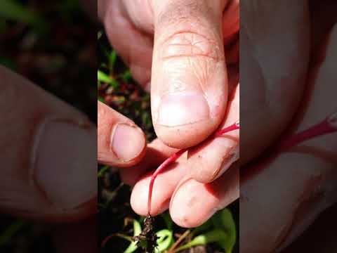 Vídeo: Aprèn a cultivar remolatxa al jardí