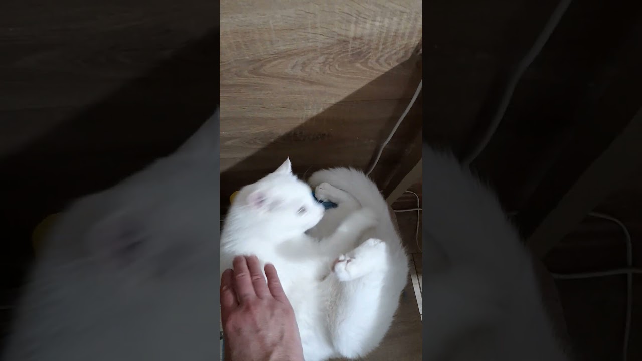 I just got up to pour tea...