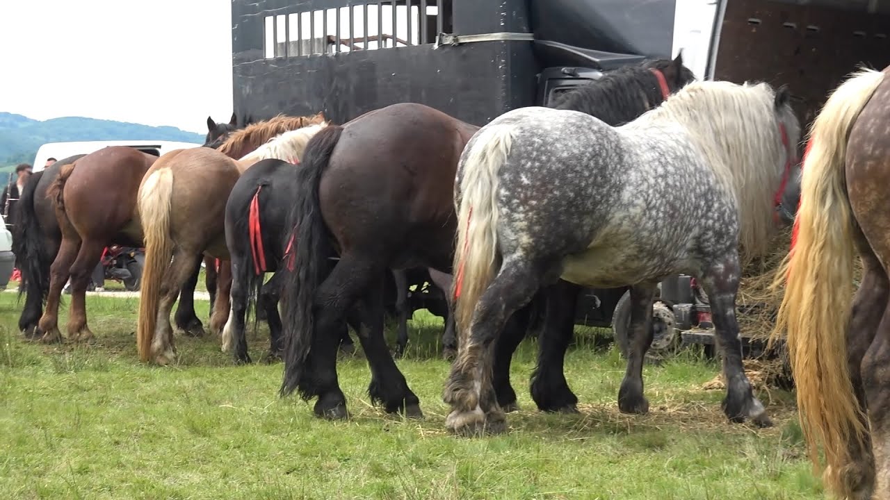 Targ expozitional de cai Bratca, Bihor 31 Mai 2025 Nou!!!