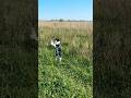 Fitz can't walk in a straight line #butterfly #jump #jumping #boing #catshorts #lifeisbutadream