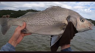 74cm (5.2kg) Spotted Grunter on Light Tackle #fishing #bigfish #catchandrelease #fishingsouthafrica