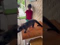 First time meeting a Civet! #civet  #bali #shorts #explore #travel