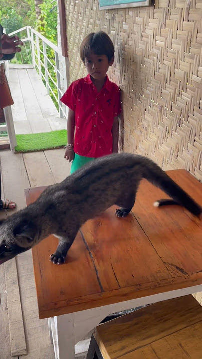 First time meeting a Civet! #civet  #bali #shorts #explore #travel