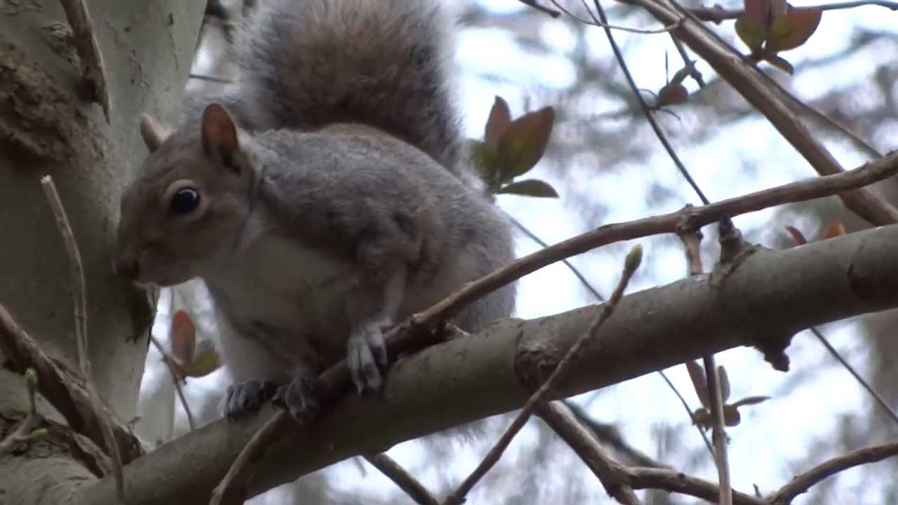 Squirrel eating peanut butter YouTube