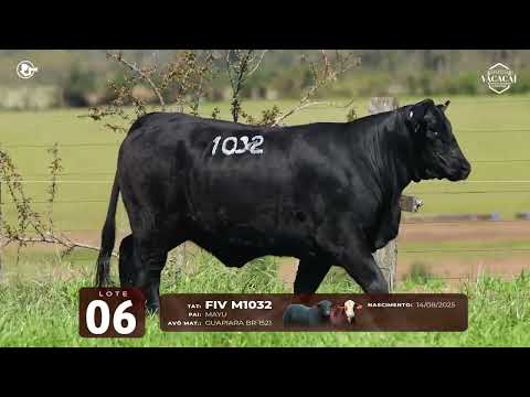 LOTE 06   TAT M1032 F Brangus