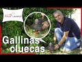 Gallinas cluecas: cómo criar con gallinas cluecas o cómo quitar la cloquera 🐣