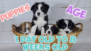 Border Collie Puppies Day 1 to 8 Weeks