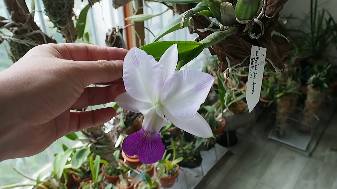 洋蘭原種 カトレア walkeriana ラベロイド CP苗 洋蘭カトレア原種 MS