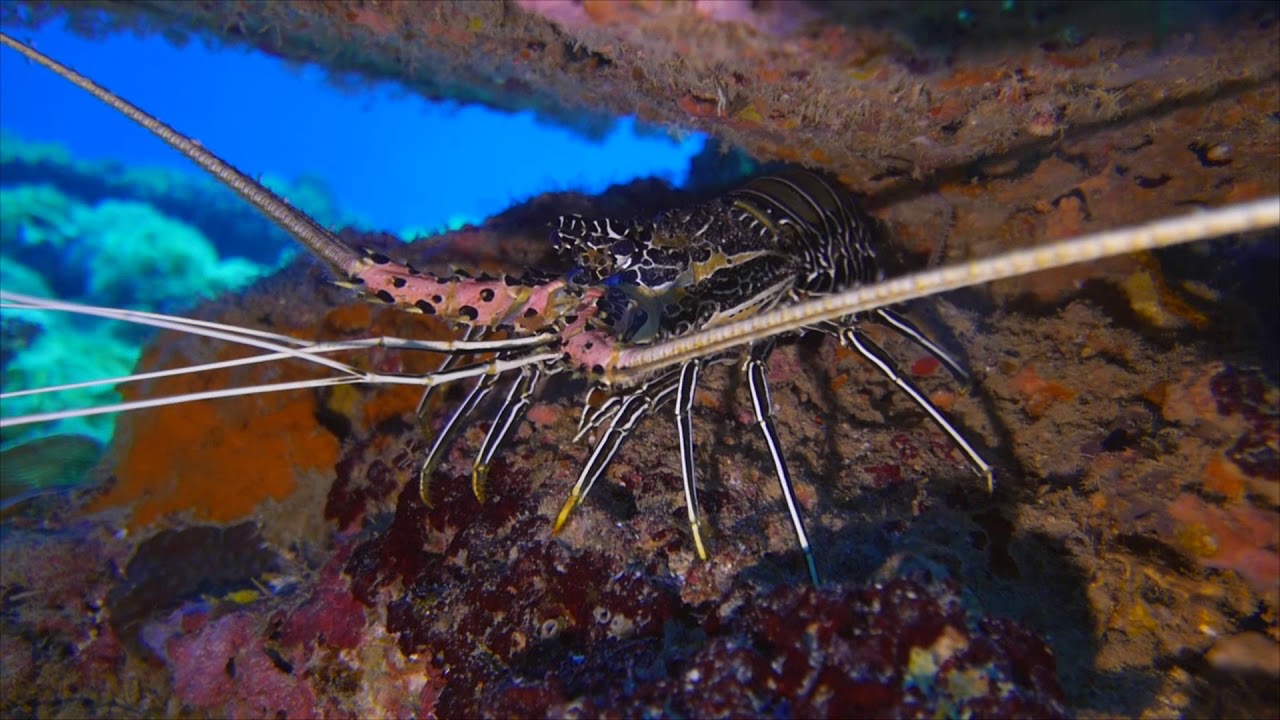 Croisière plongée MITSIO