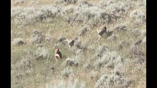 Hunting Coyotes With Decoy Dogs!  Predator Hunting:  SUPPRESSED "The Cal Taylor Project"