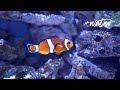 Aquarium Dream: Relaxing Piano Music &amp; Water Sounds, Sleep Music, Meditation Music, Relaxing Music