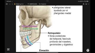 MORFOLOGÍA // REPASO // AUDIOVOICE // BOCA - ESOFAGO