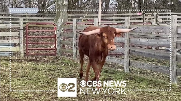 Nj Transit Presents 10 000 Check To Animal Rescue Caring For Ricardo The Bull