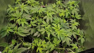 THE STRETCH IS ON! FLIP WITH LEVELZ WEEK 2 FLOWER UPDATE! 