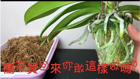 蘭花買回來應該這樣做？很原始的方法 How to care for store bought orchids - 天天要聞