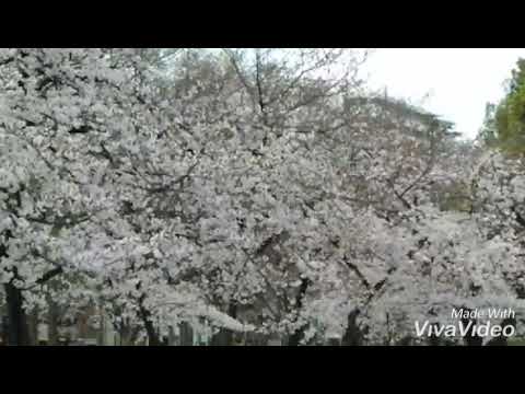 大阪市西区の靭公園の桜 靭公園 桜 前期高齢者の旅 Youtube