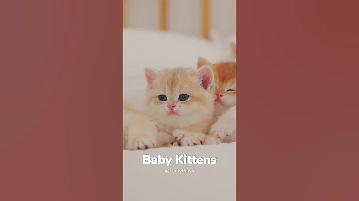 Watch the video about 😘Sleeping Baby Kittens - #cute #funny #cat #luckypaws #love #kitten #memes