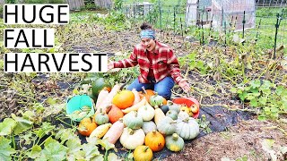 Huge Fall Harvest! Winter Squash, Tomatoes and Peppers!