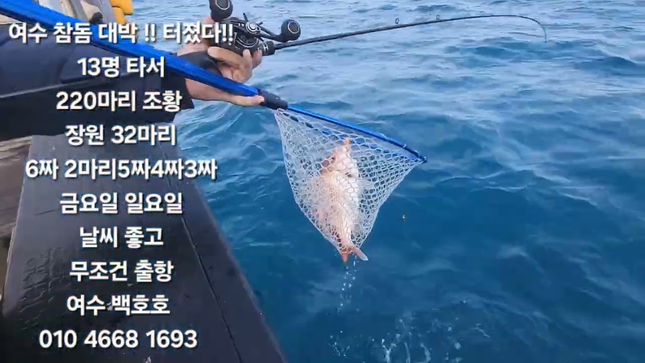 백호호 타이라바 참돔 대박조황!! 장원 32마리 평균 15~20마리 6짜.5짜.4짜
